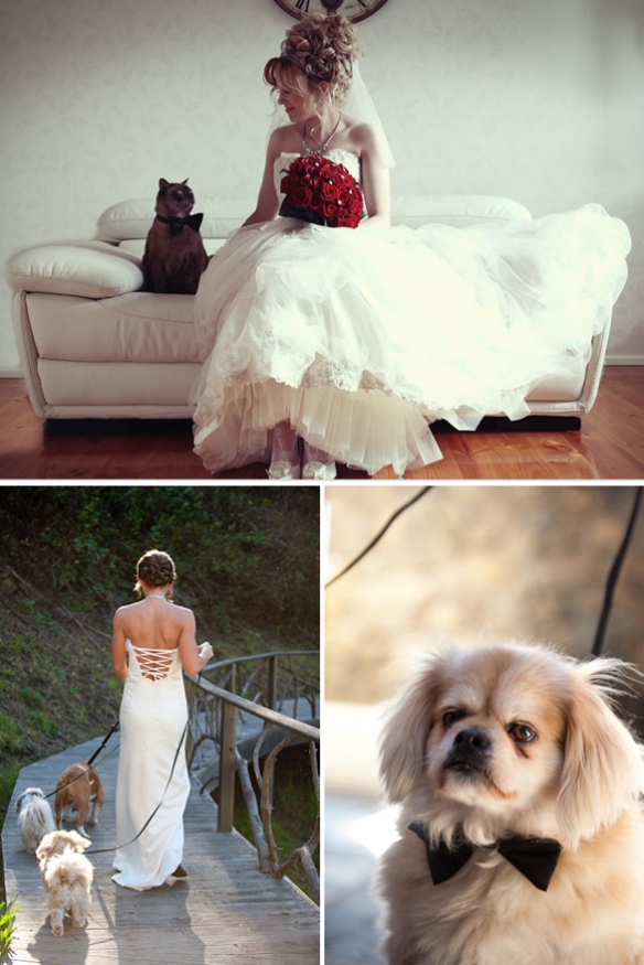 bride with cat dog